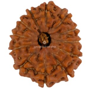 12 Mukhi Java Rudraksha 19.46 mm top view