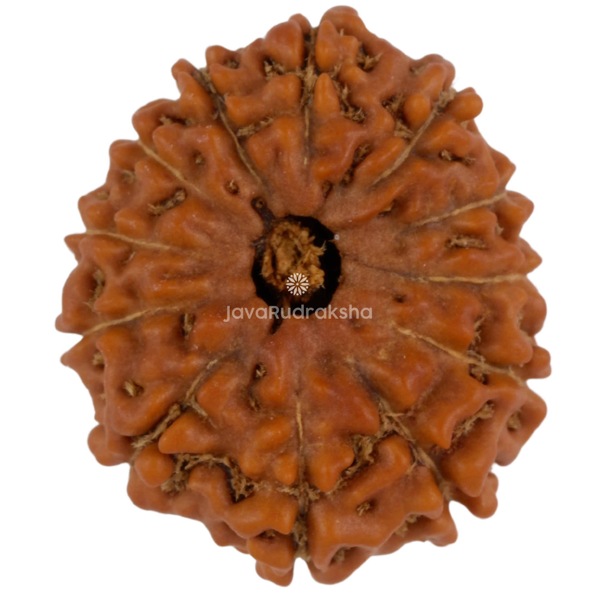 12 Mukhi Java Rudraksha 19.46 mm top view