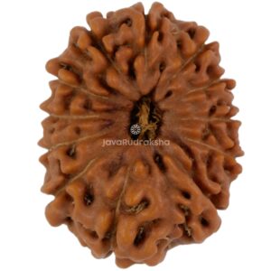 12 Mukhi Java Rudraksha 19.69 mm top view