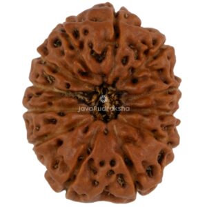 12 Mukhi Java Rudraksha 20.01 mm top view