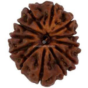 12 Mukhi Java Rudraksha 21.17 mm top view