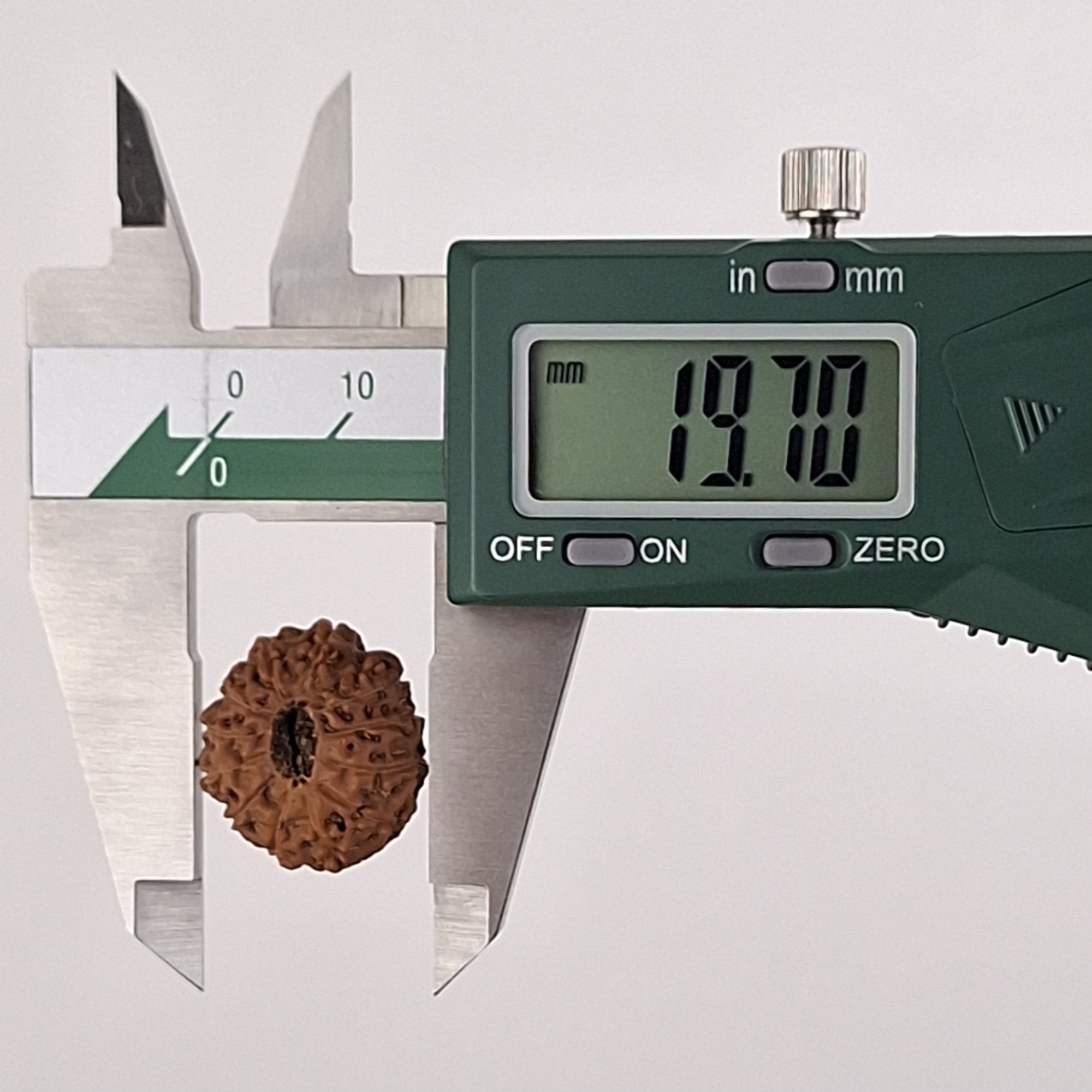 12 Mukhi Java Rudraksha 19.70 mm width measurement