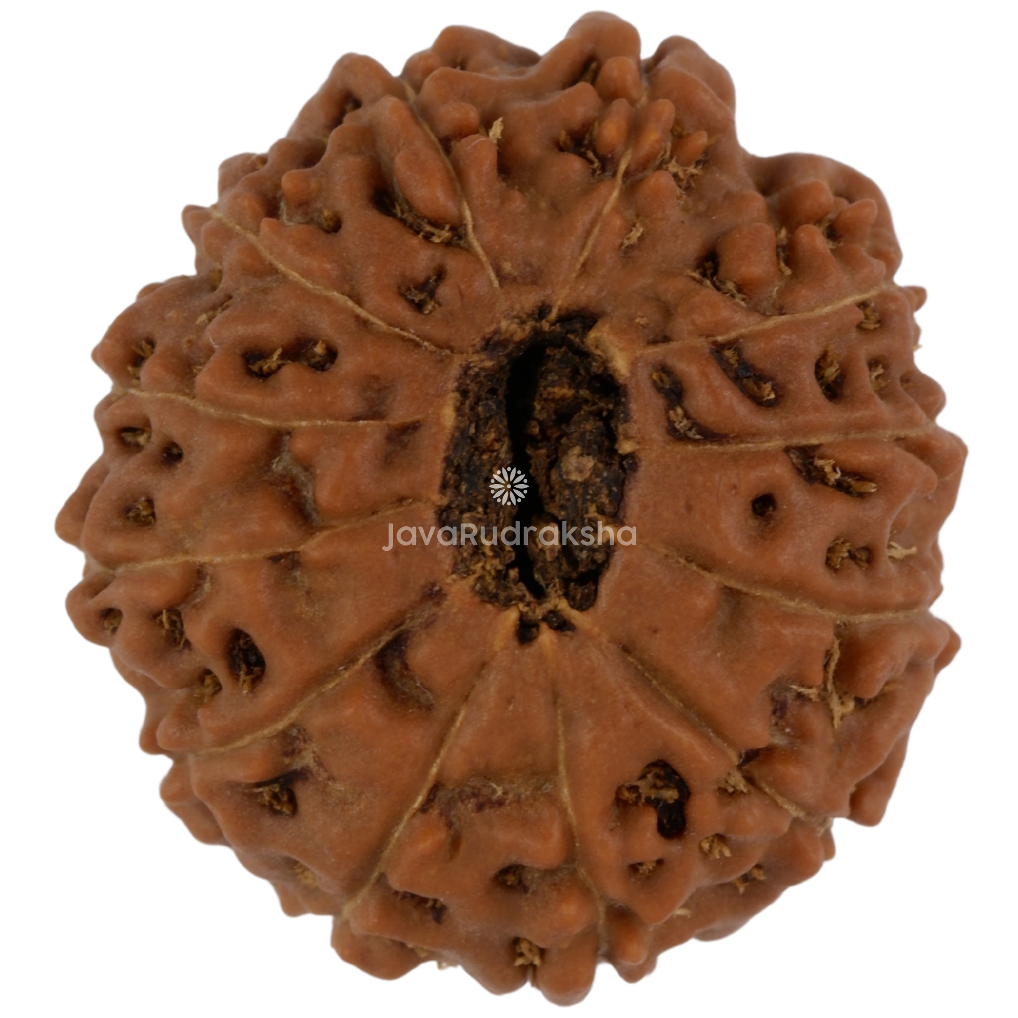 12 Mukhi Java Rudraksha 21.18 mm bottom view