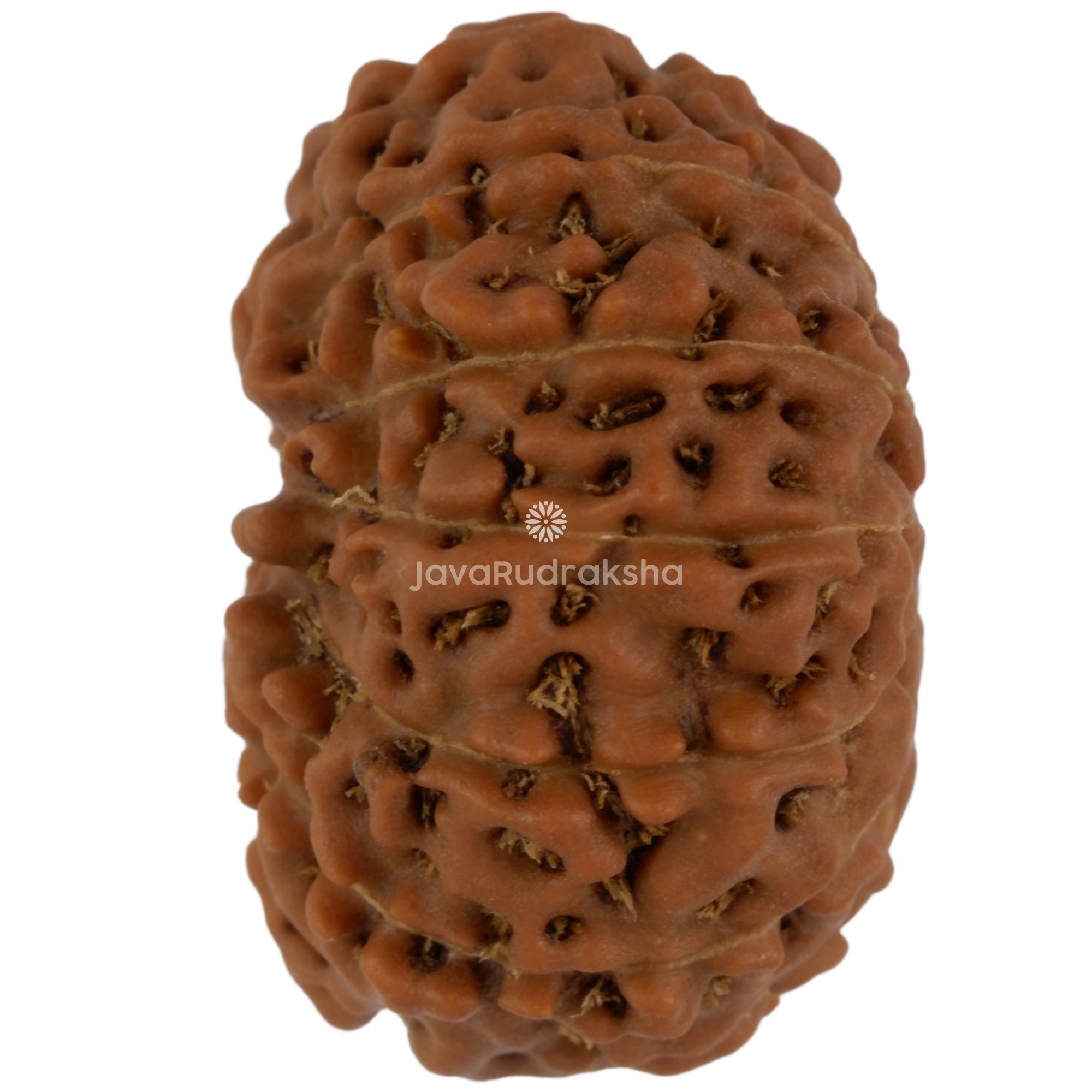 12 Mukhi Java Rudraksha 21.18 mm left side angle