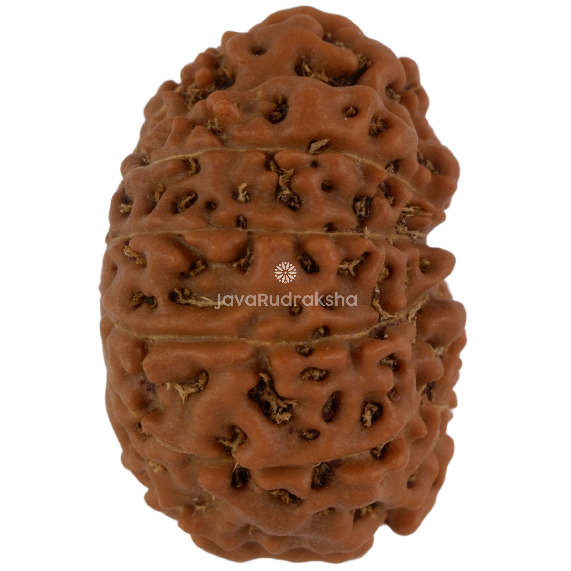 12 Mukhi Java Rudraksha 21.18 mm right side angle