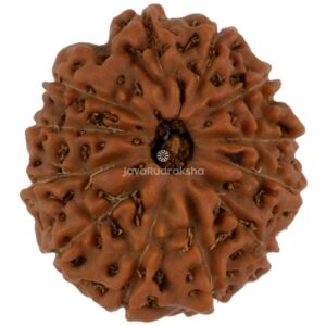12 Mukhi Java Rudraksha 21.18 mm top view