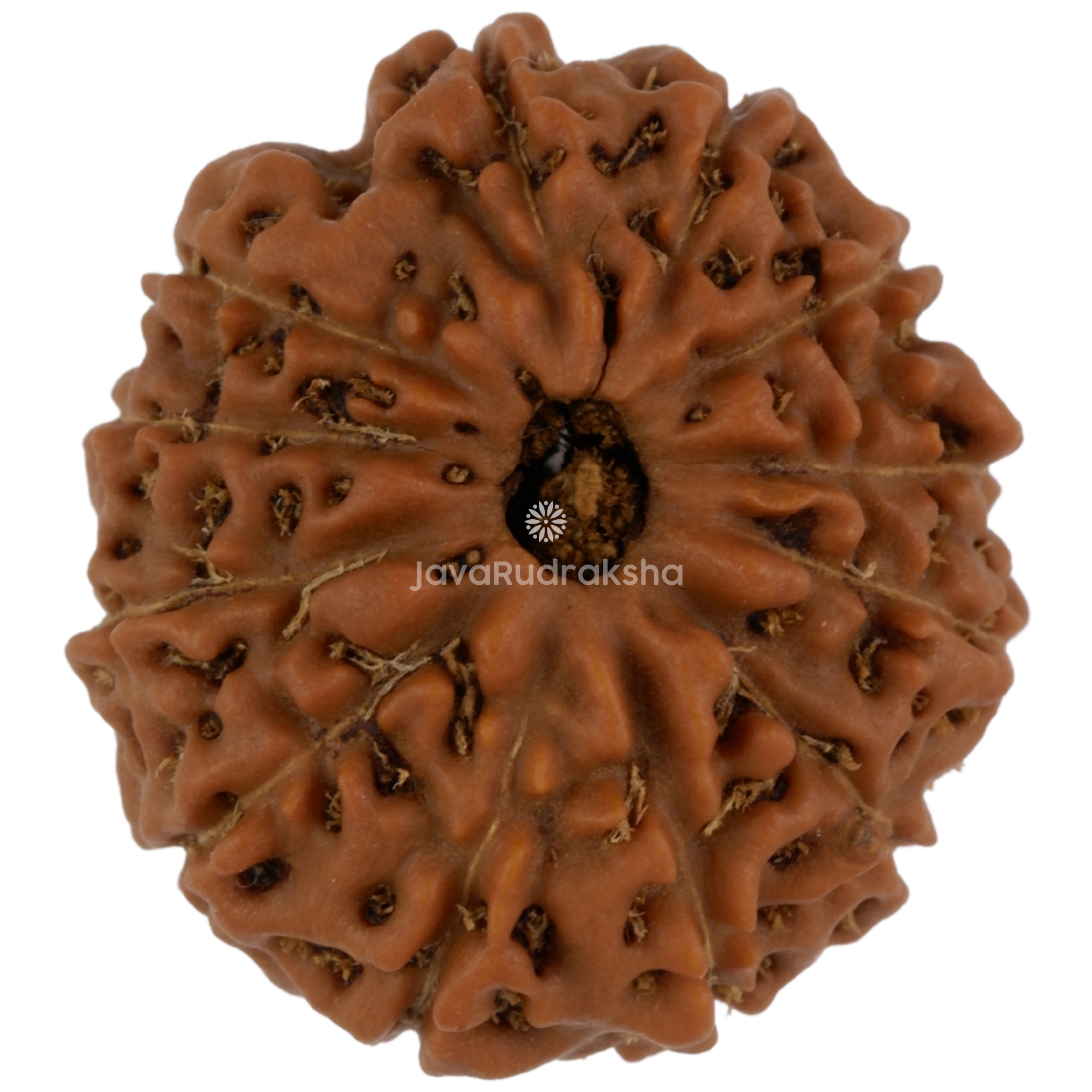 12 Mukhi Java Rudraksha 21.18 mm top view