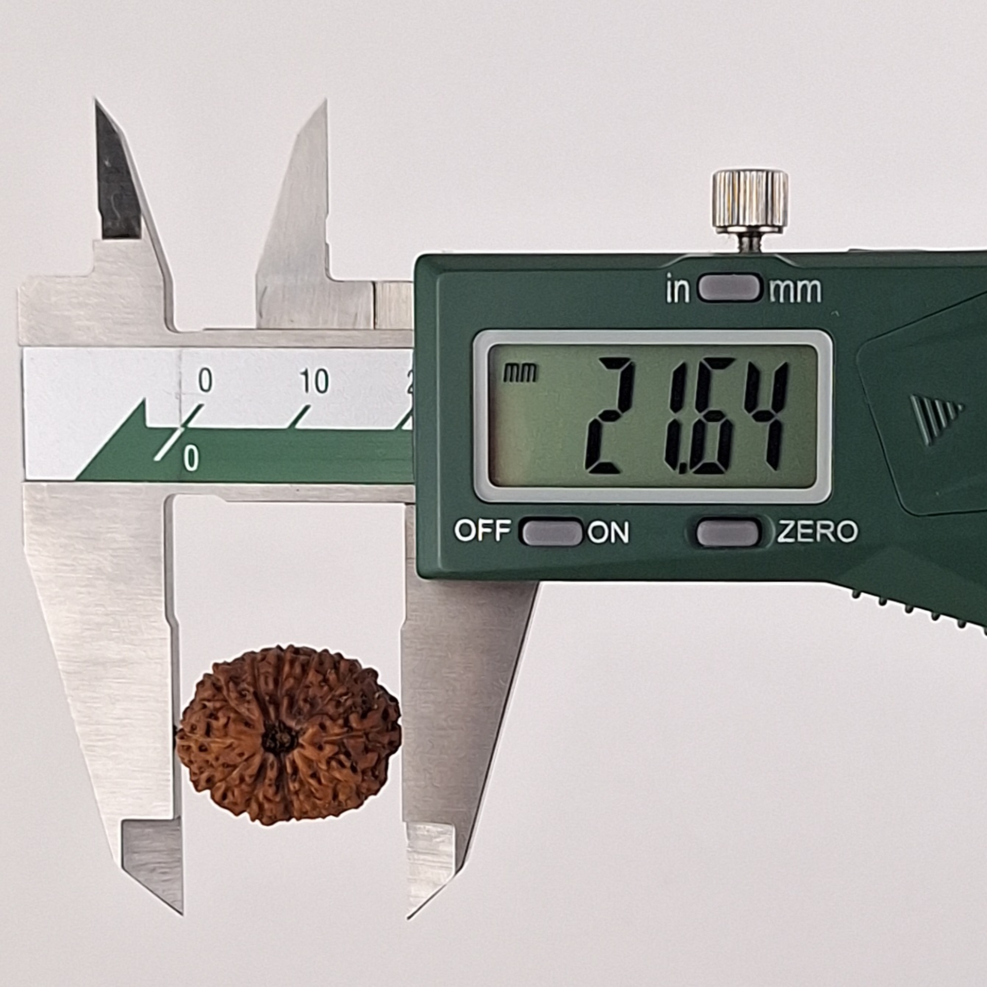 12 Mukhi Java Rudraksha 21.64 mm length measurement