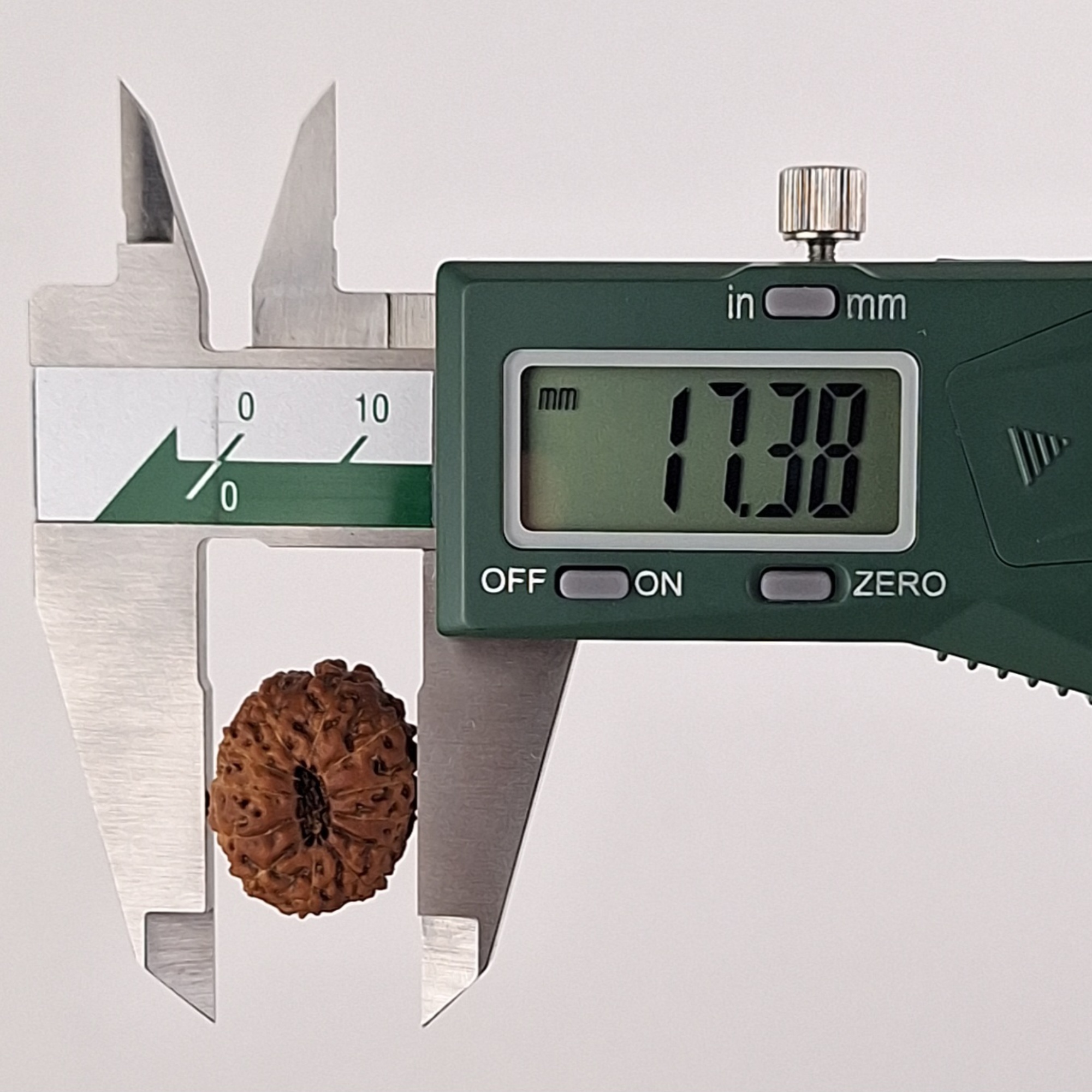 12 Mukhi Java Rudraksha 17.38 mm width measurement