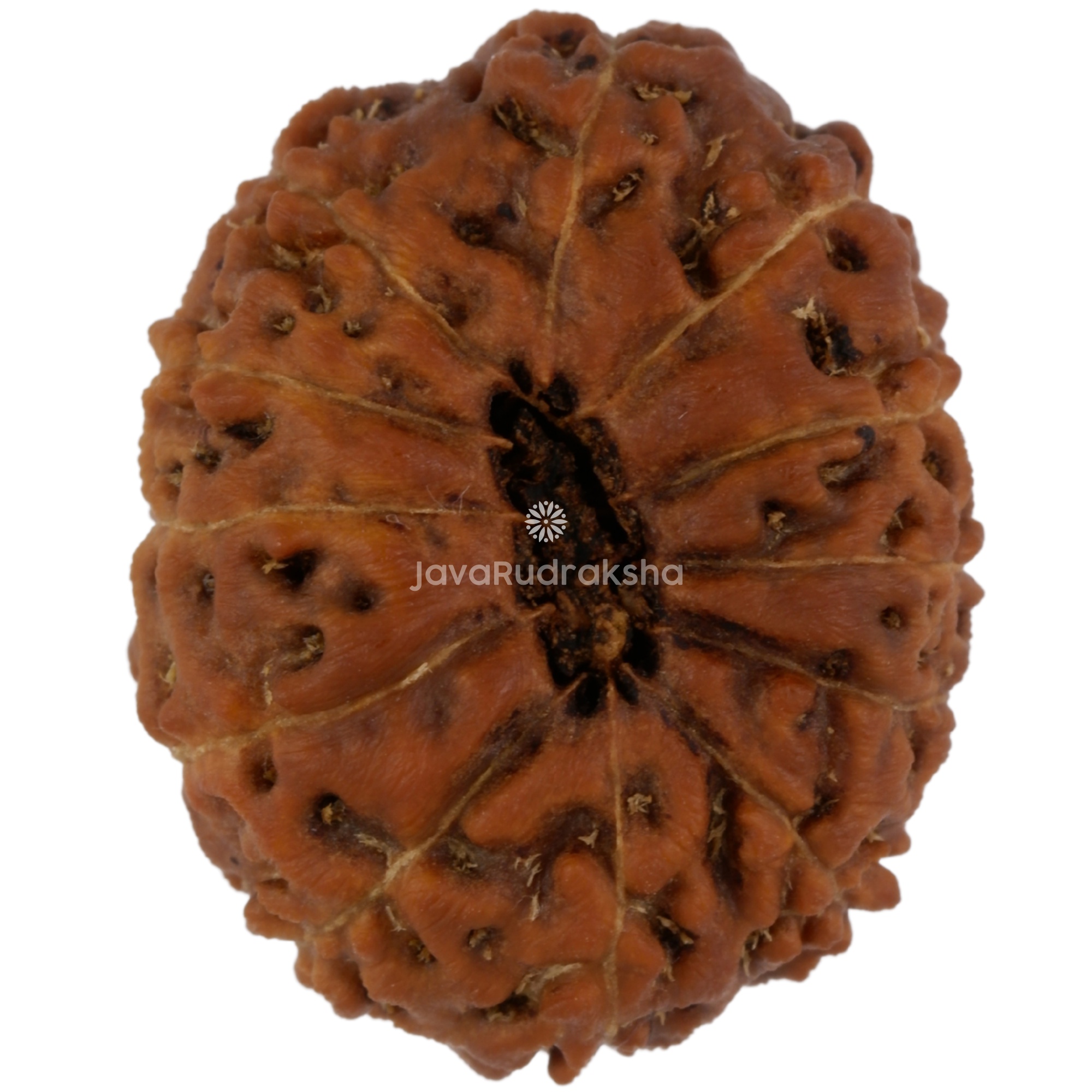 12 Mukhi Java Rudraksha 21.64 mm bottom view