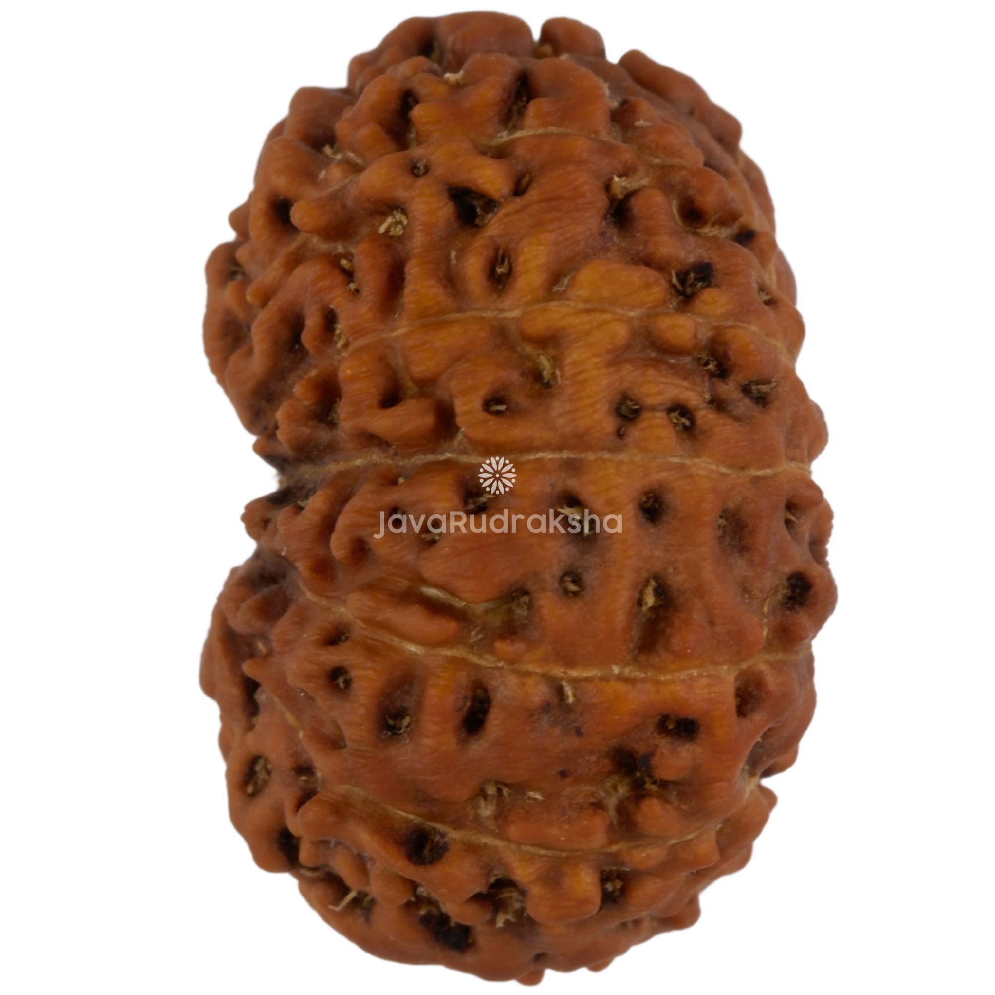 12 Mukhi Java Rudraksha 21.64 mm left side angle