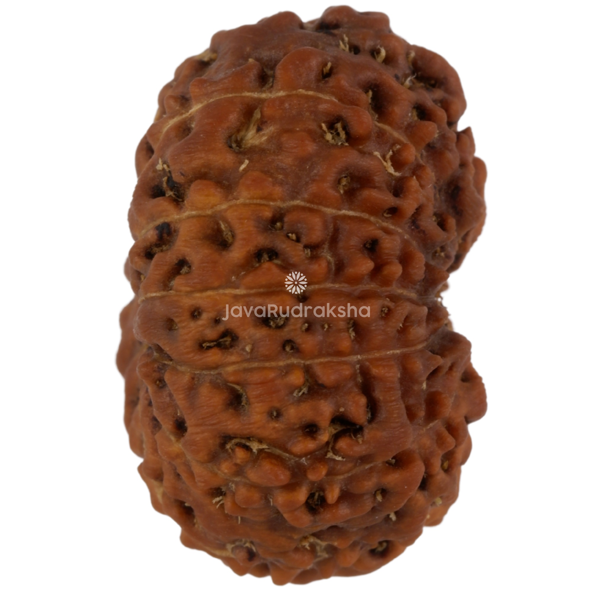 12 Mukhi Java Rudraksha 21.64 mm right side angle