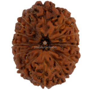 12 Mukhi Java Rudraksha 21.64 mm top view