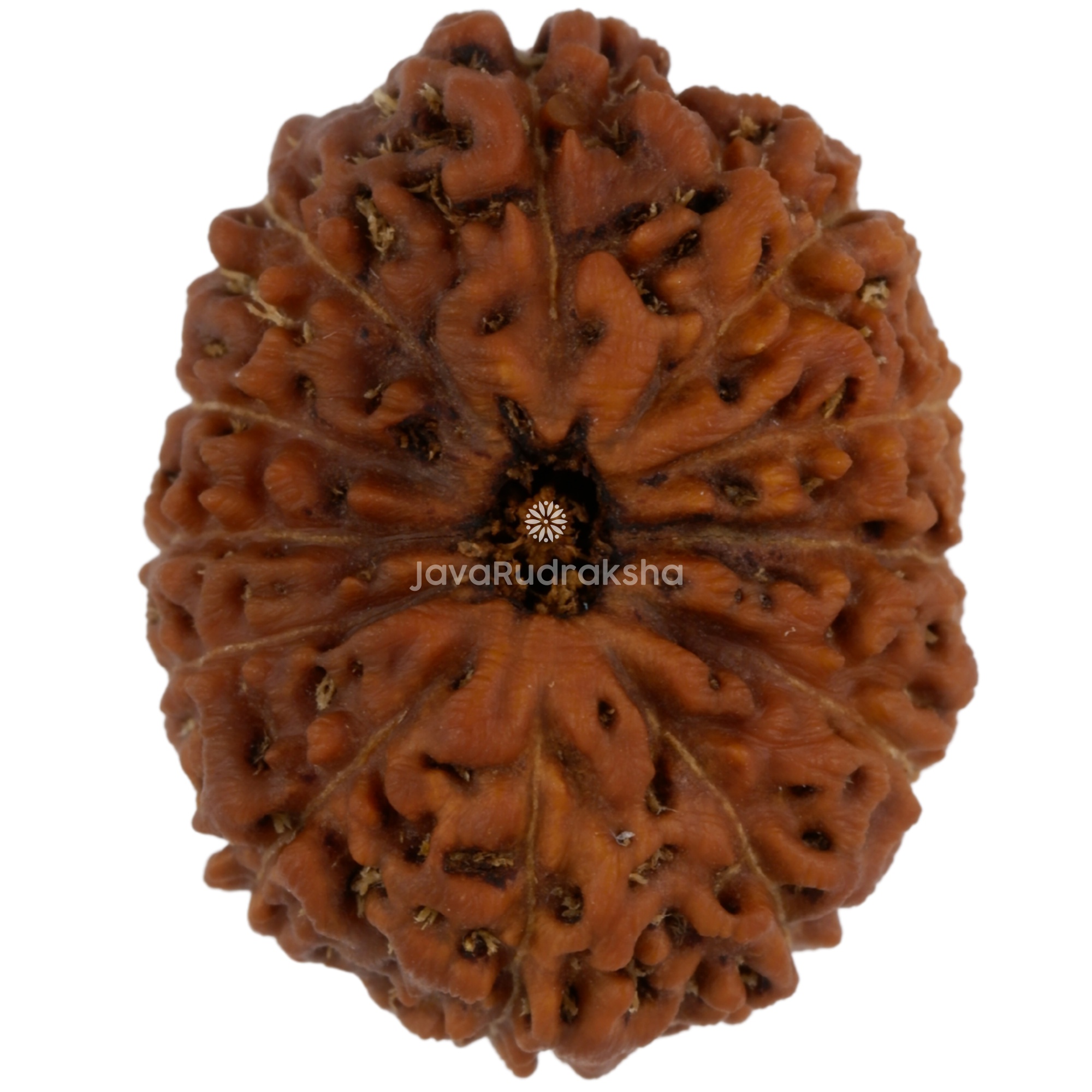 12 Mukhi Java Rudraksha 21.64 mm top view
