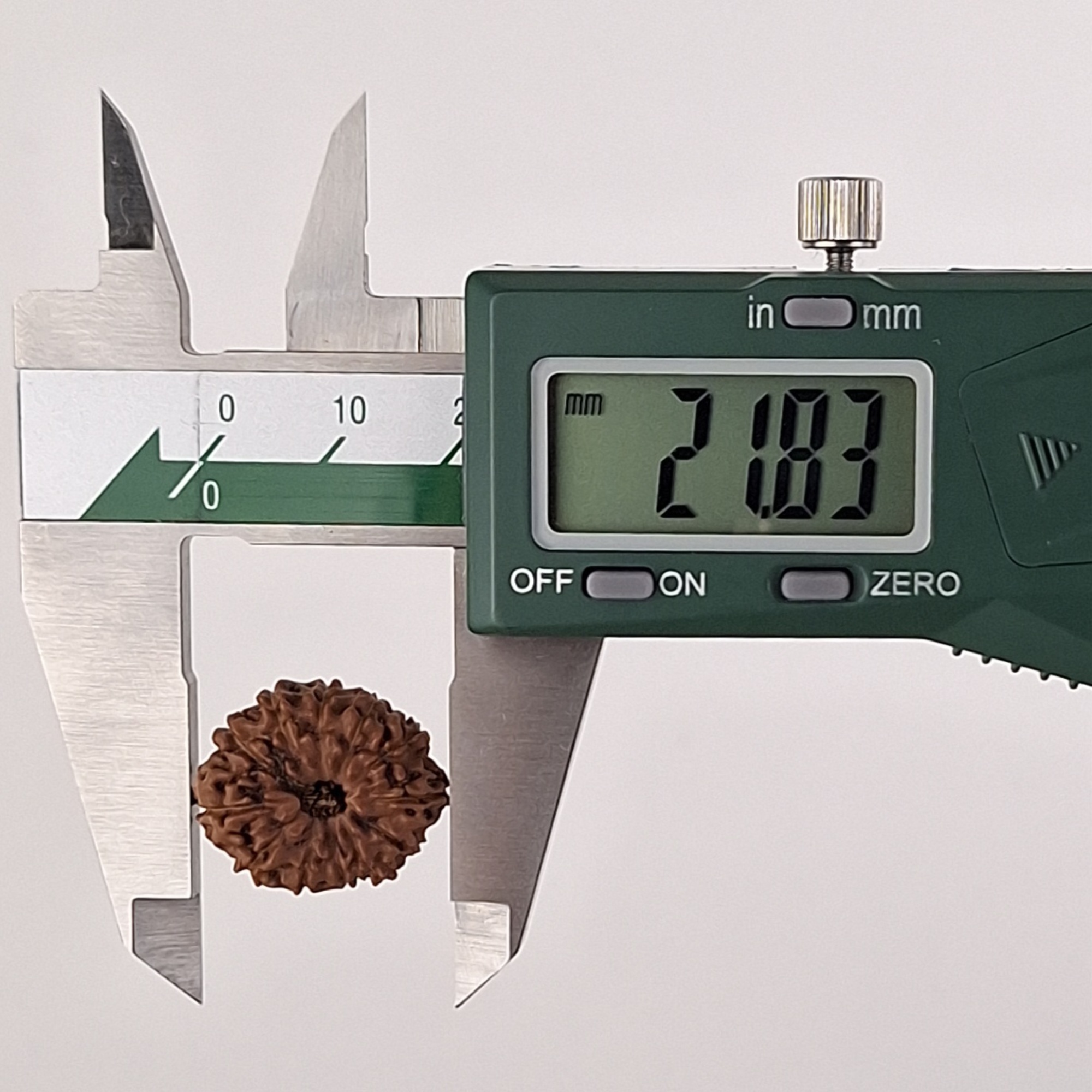 12 Mukhi Java Rudraksha 21.83 mm length measurement