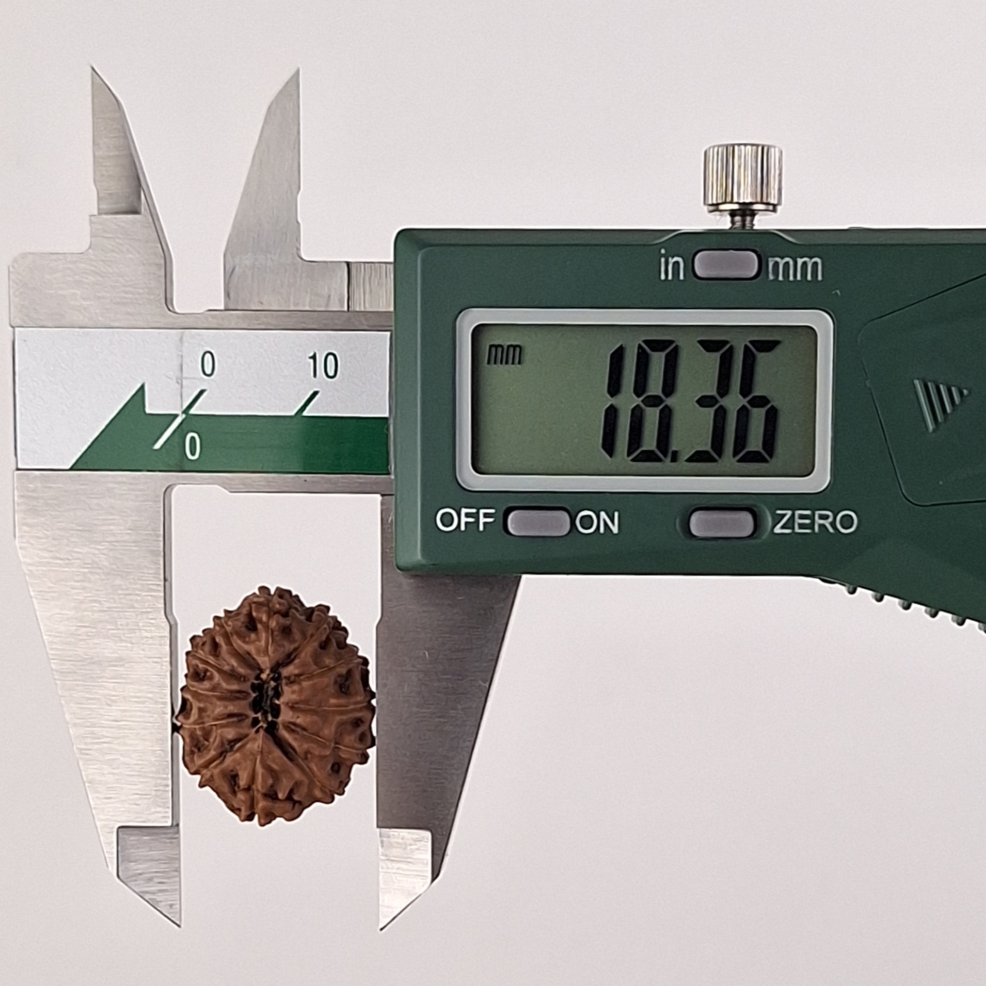 12 Mukhi Java Rudraksha 18.36 mm width measurement