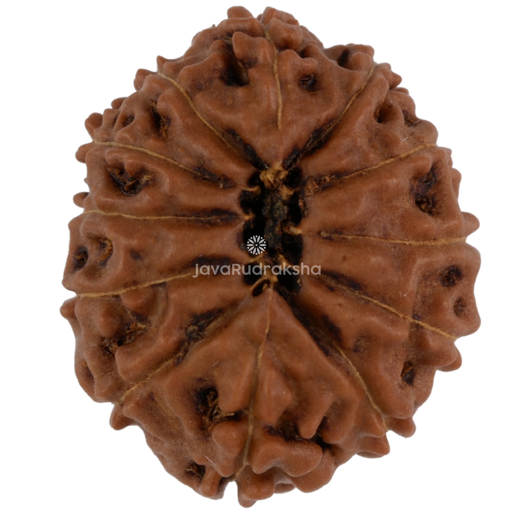 12 Mukhi Java Rudraksha 21.83 mm bottom view