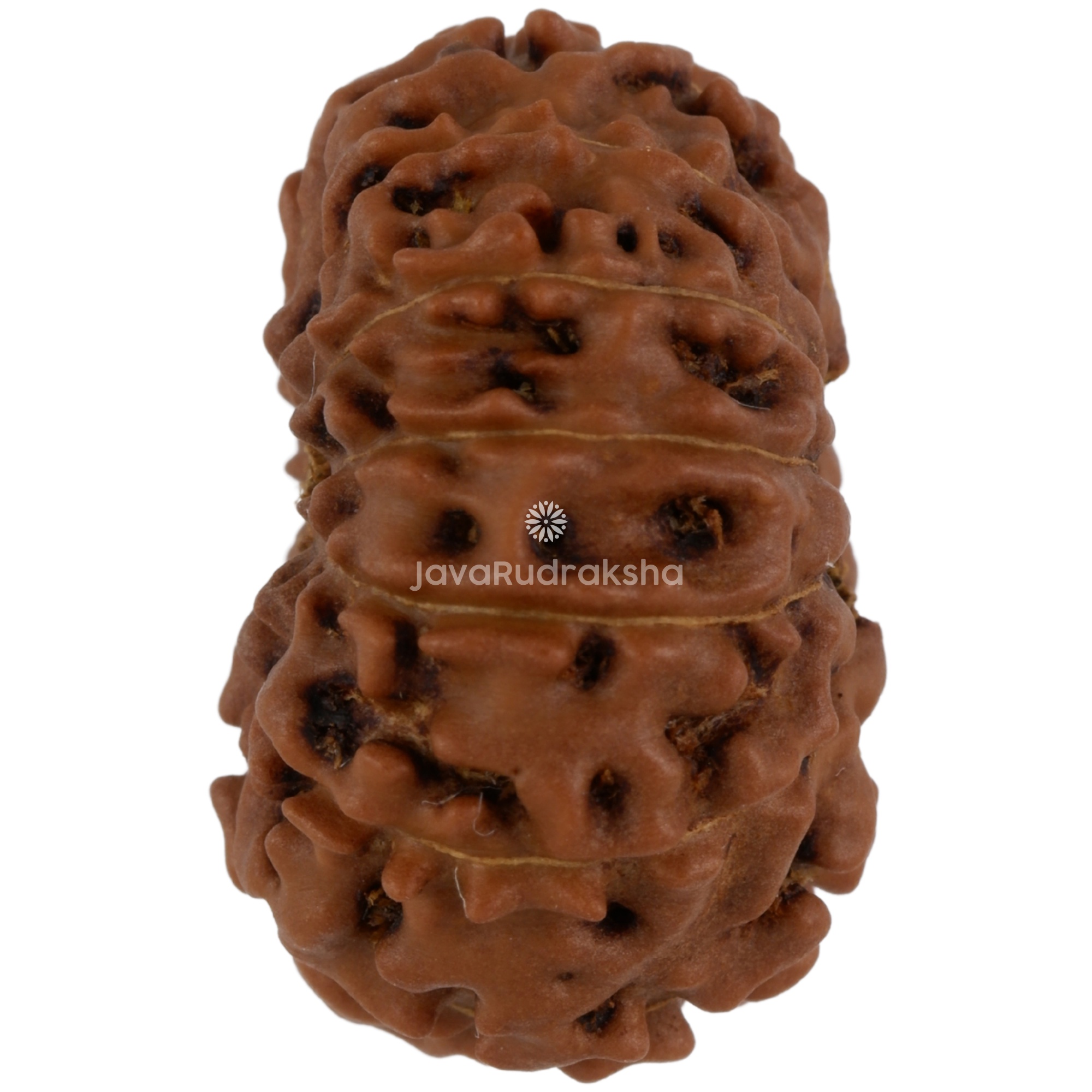 12 Mukhi Java Rudraksha 21.83 mm left side angle