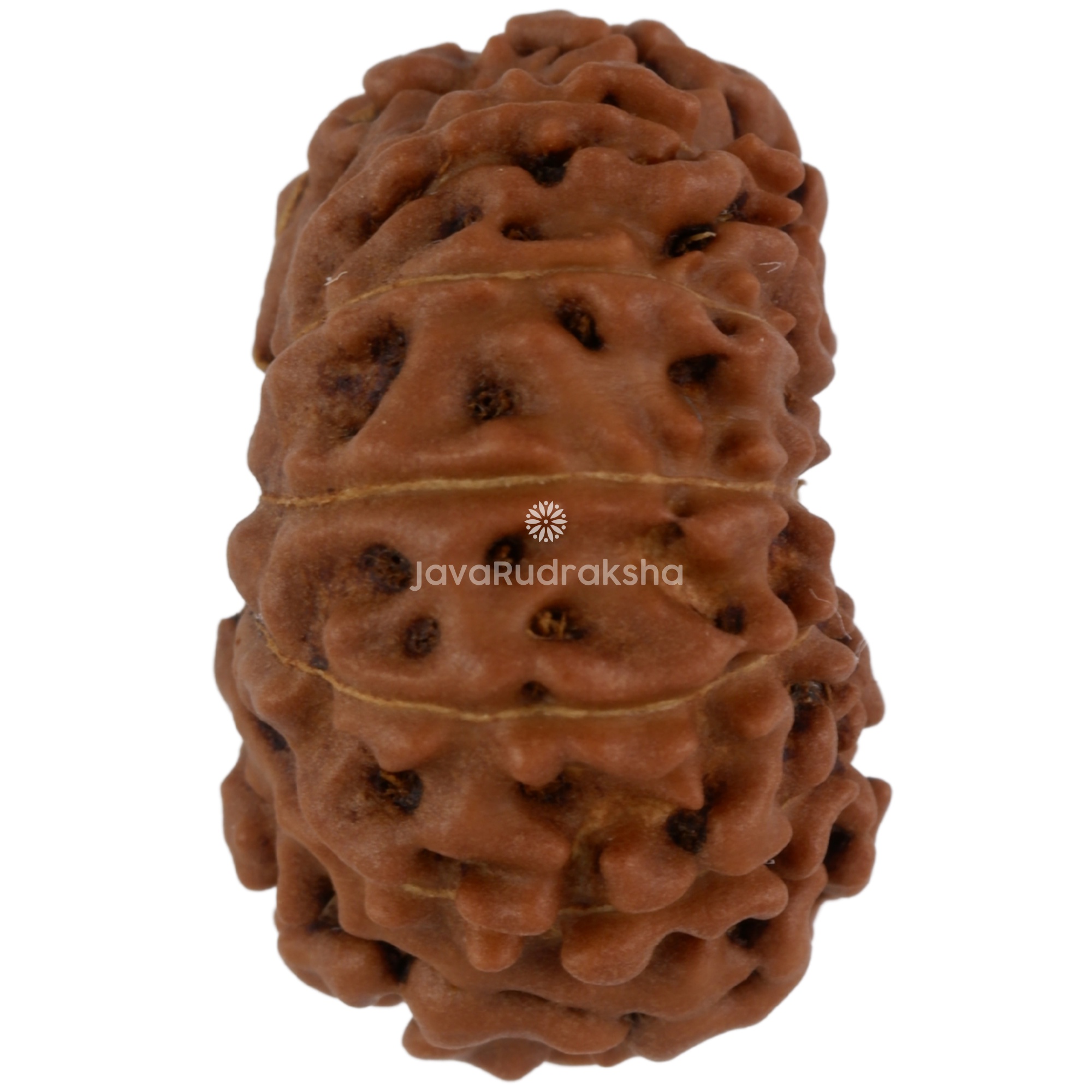 12 Mukhi Java Rudraksha 21.83 mm right side angle