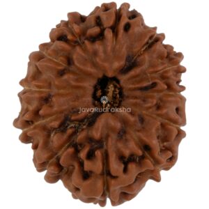 12 Mukhi Java Rudraksha 21.83 mm top view