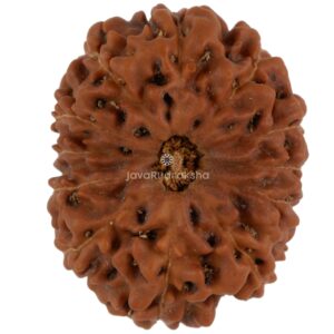 12 Mukhi Java Rudraksha 22.89 mm top view