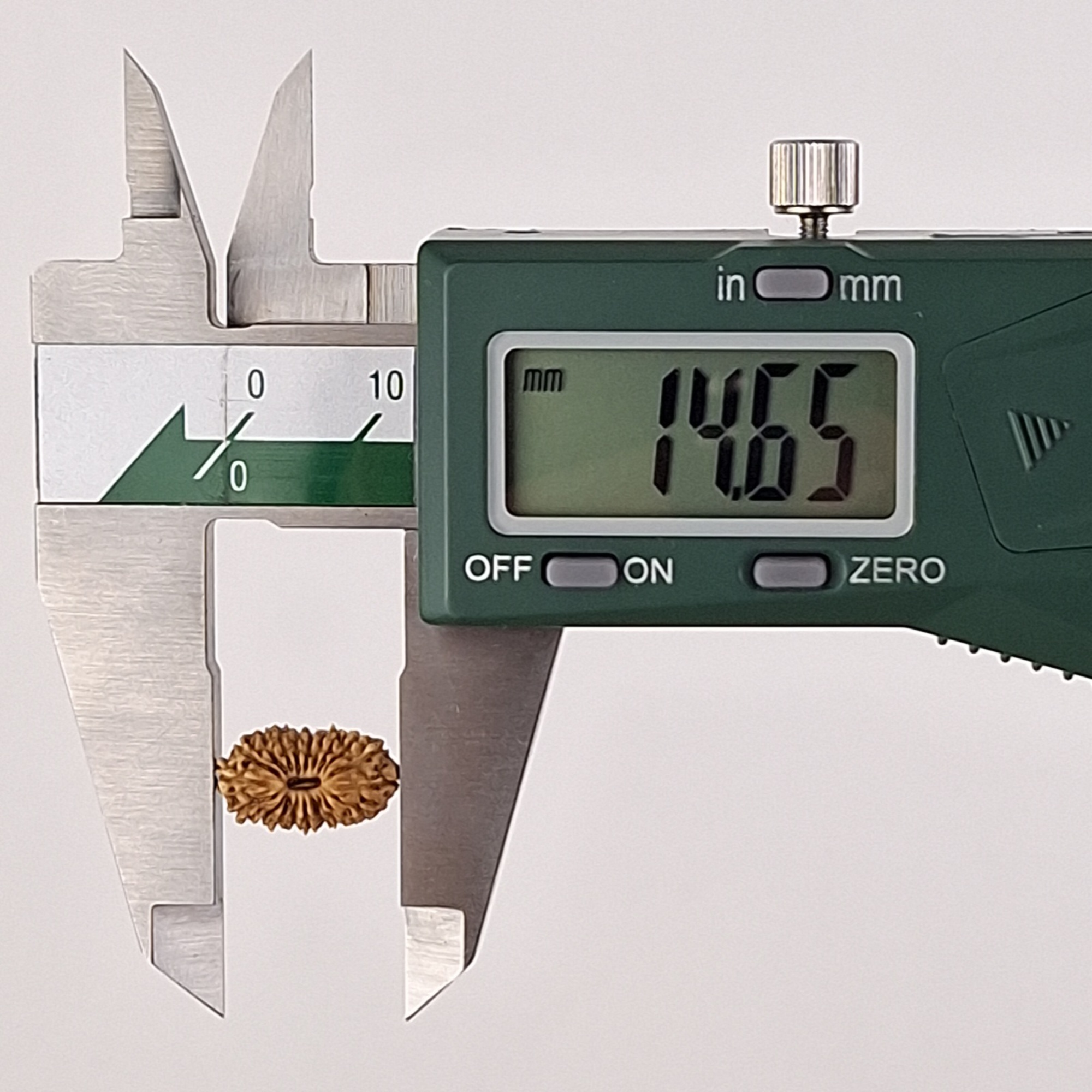 20 Mukhi Java Rudraksha 14.65 mm length measurement