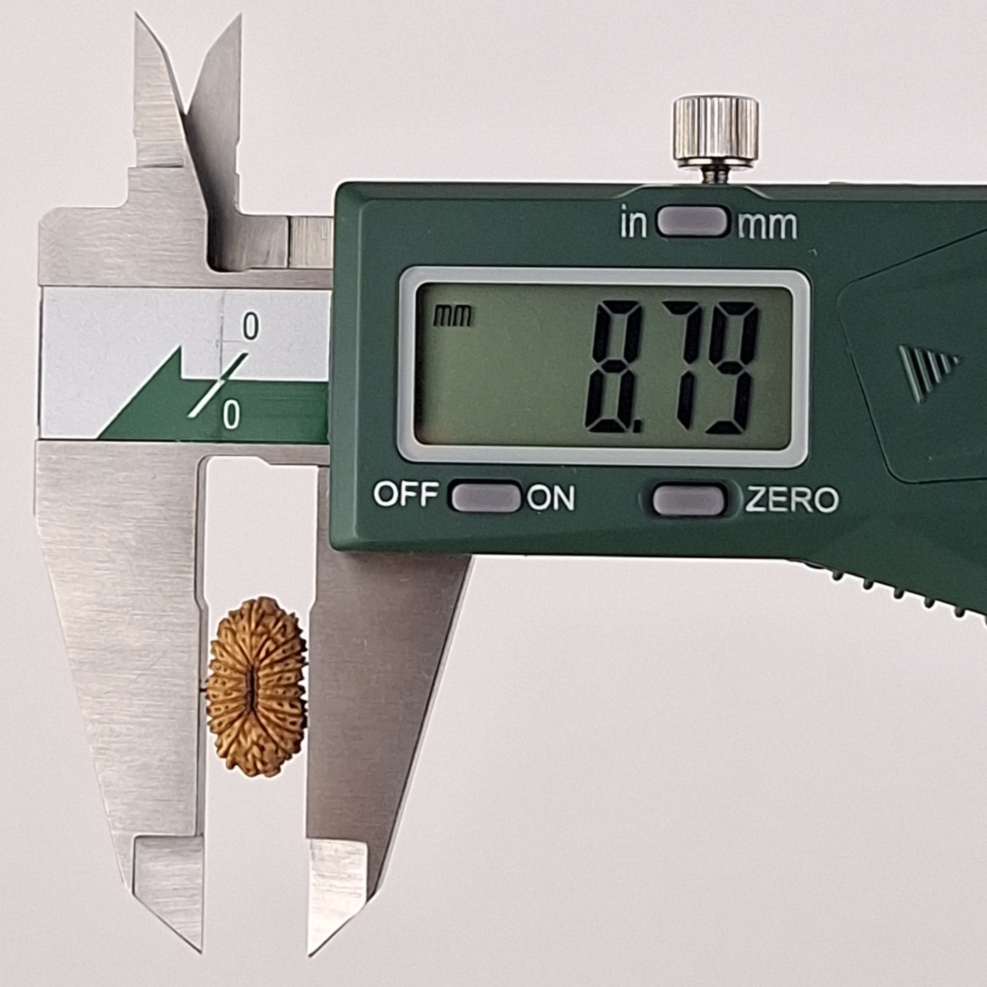 20 Mukhi Java Rudraksha 7.95 mm width measurement
