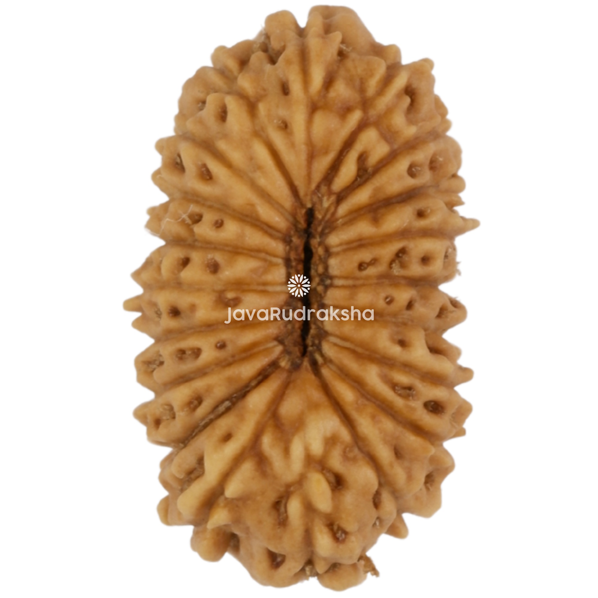 20 Mukhi Java Rudraksha 14.65 mm bottom view