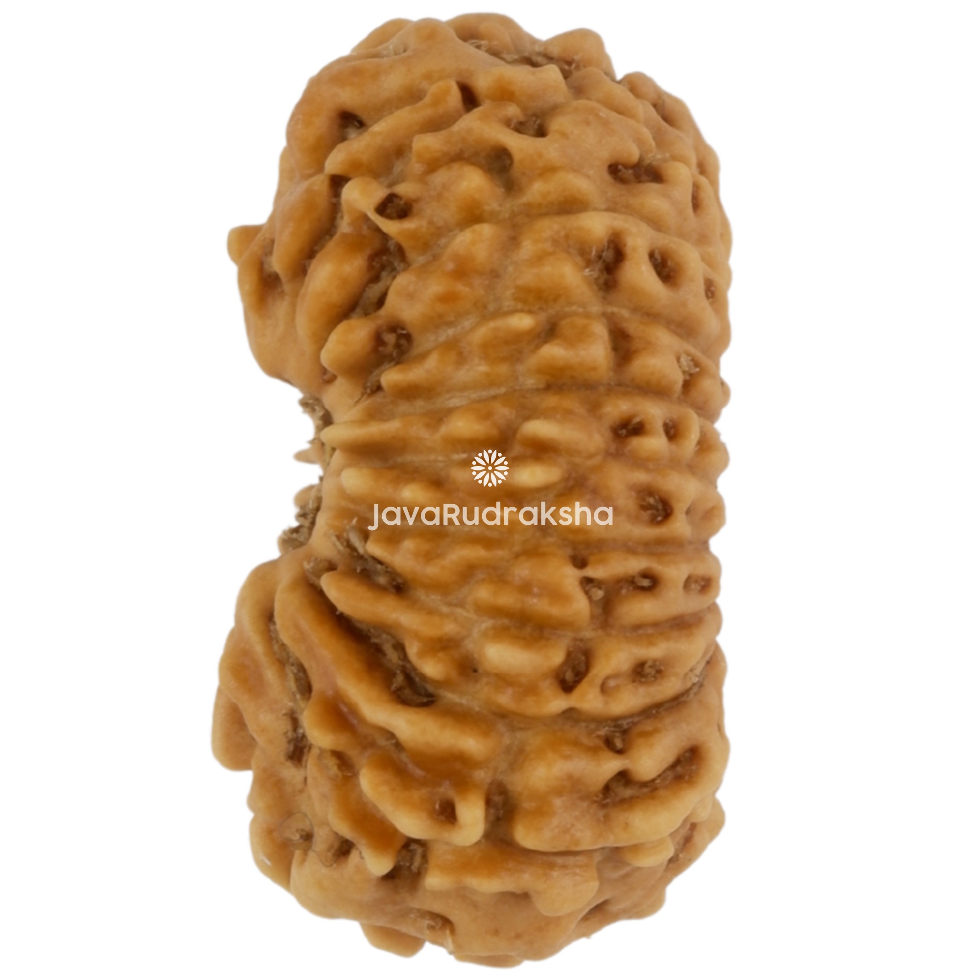 20 Mukhi Java Rudraksha 14.65 mm left side angle