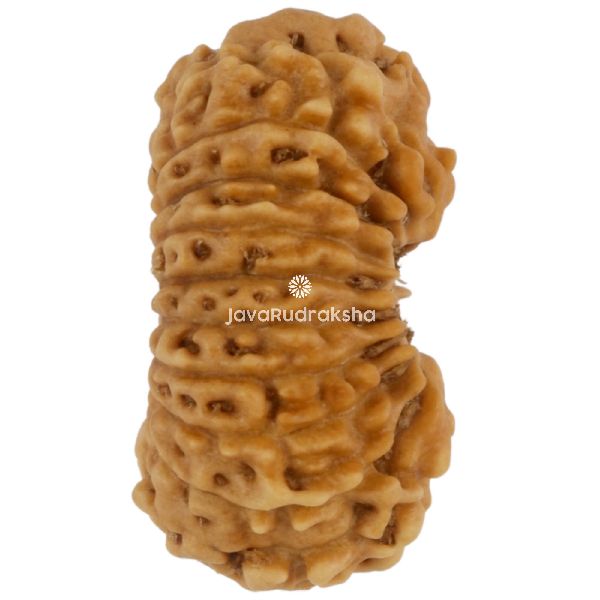 20 Mukhi Java Rudraksha 14.65 mm right side angle