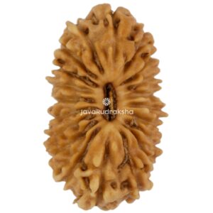 20 Mukhi Java Rudraksha 14.65 mm top view