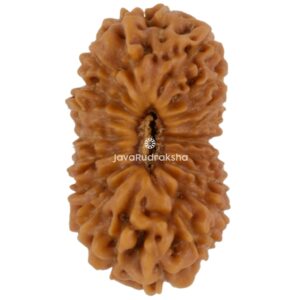 20 Mukhi Java Rudraksha 15.52 mm top view