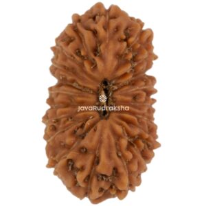 20 Mukhi Java Rudraksha 15.67 mm top view
