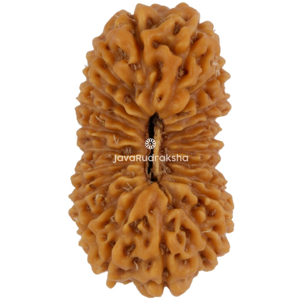21 Mukhi Java Rudraksha 24.25 mm top view