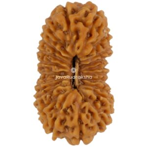 21 Mukhi Java Rudraksha 24.25 mm top view