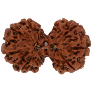 Gauri Shankar 11 Mukhi Java Rudraksha 21.83 mm top view