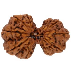 Gauri Shankar 11 Mukhi Java Rudraksha 23.58 mm top view