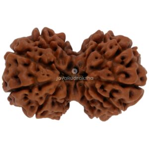 Gauri Shankar 11 Mukhi Java Rudraksha 24.81 mm top view