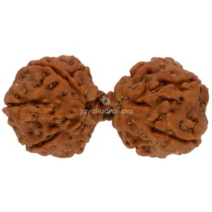 Gauri Shankar 11 Mukhi Java Rudraksha 25.78 mm top view