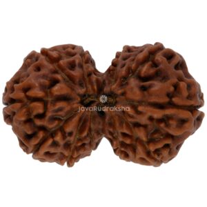 Gauri Shankar 11 Mukhi Java Rudraksha 27.97 mm top view