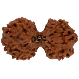 Gauri Shankar 12 Mukhi Java Rudraksha 26.17 mm top view