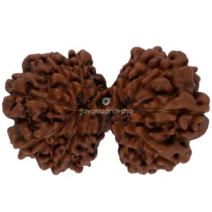 Gauri Shankar 12 Mukhi Java Rudraksha 29.82 mm top view