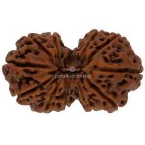 Gauri Shankar 13 Mukhi Java Rudraksha 24.58 mm top view