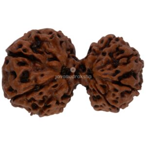 Gauri Shankar 13 Mukhi Java Rudraksha 27.42 mm top view