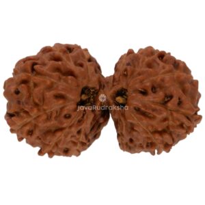 Gauri Shankar 14 Mukhi Java Rudraksha 24.09 mm top view