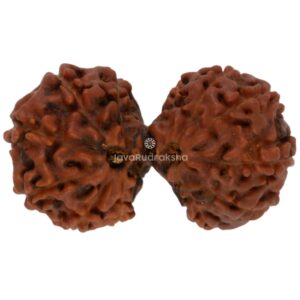Gauri Shankar 14 Mukhi Java Rudraksha 24.55 mm top view