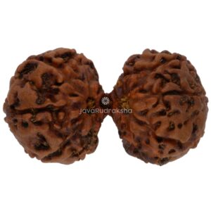 Gauri Shankar 14 Mukhi Java Rudraksha 26.44 mm top view