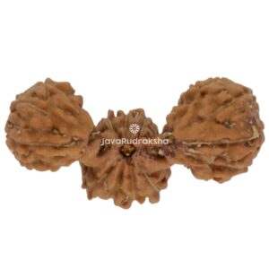 Trijuti Java Rudraksha 16.82 mm top view