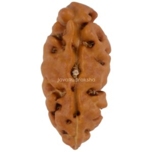 1 Mukhi Java Rudraksha 13.99 mm front view