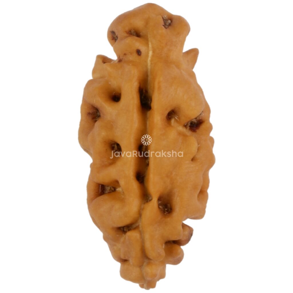 1 Mukhi Java Rudraksha 16.10 mm front view